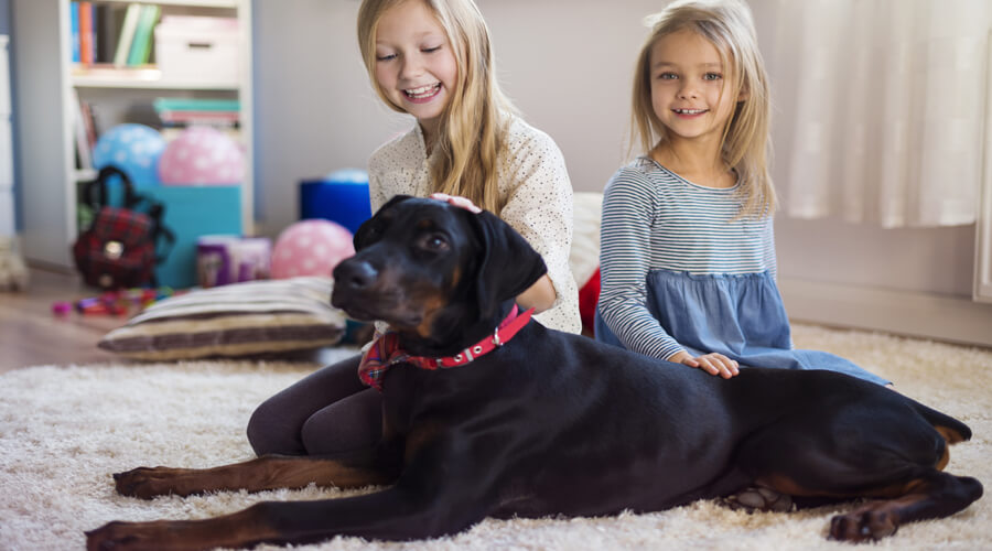 The Best Large Dog Breeds for Families with Kids